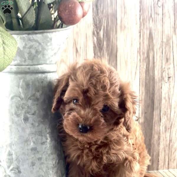 Poppy, Cavapoo Puppy